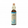 Beech Haya 20ml