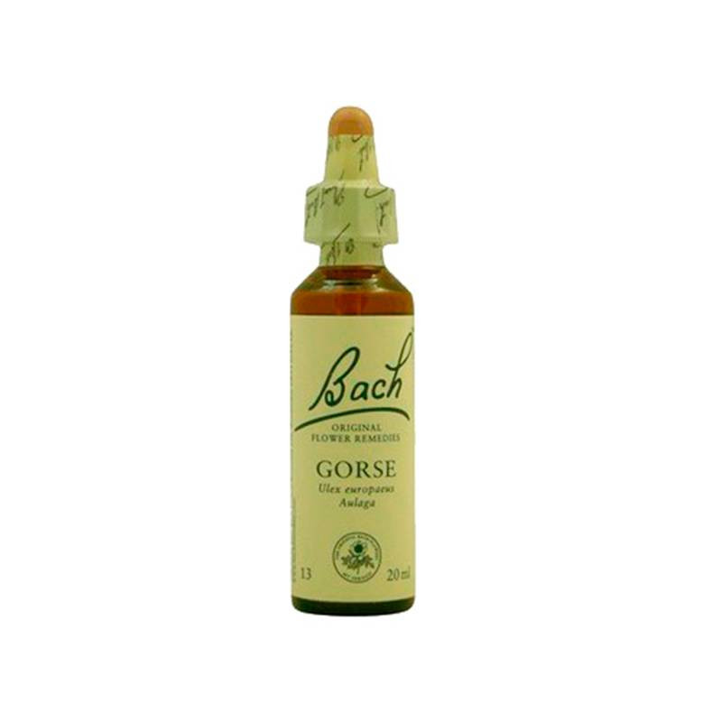 Gorse Aulaga 20ml